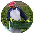 adnesagro