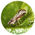 adnesagro