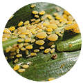 adnesagro
