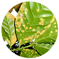 adnesagro